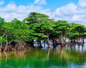 mangroves along the coast