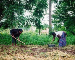 Planting trees in Africa